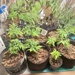 Green House Seeds - First Time