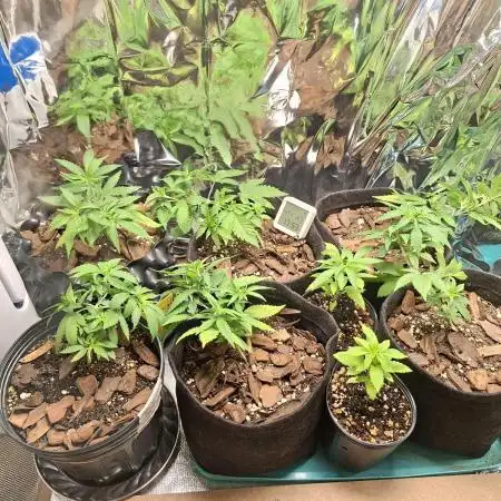 Green House Seeds - First Time