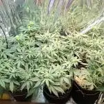 Green House Seeds - First Time