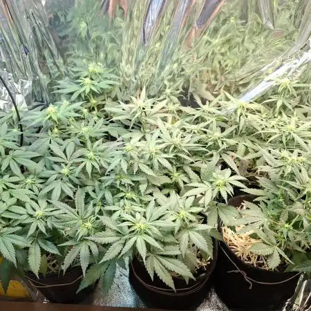 Green House Seeds - First Time