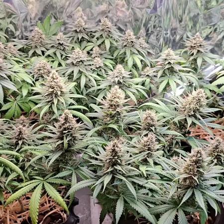 Green House Seeds - First Time