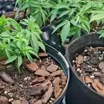 Green House Seeds - First Time