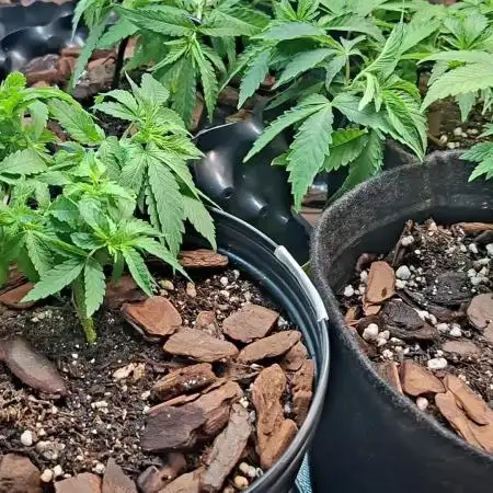 Green House Seeds - First Time