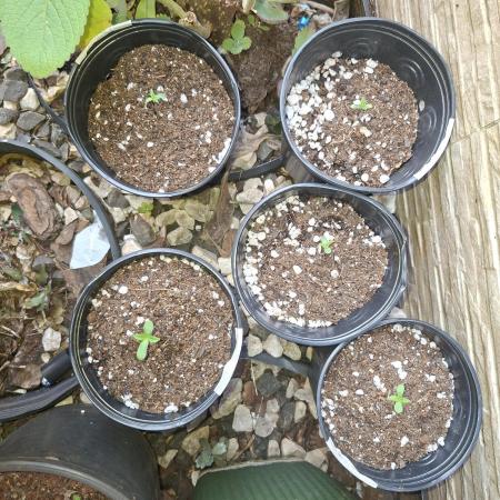 Green House Seeds - First Time