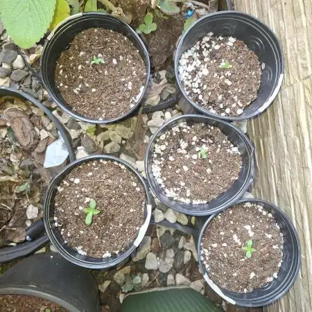Green House Seeds - First Time