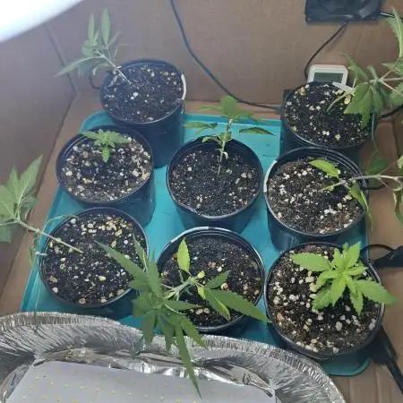 Green House Seeds - First Time