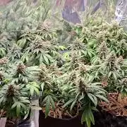 Green House Seeds - First Time