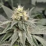 Green House Seeds - First Time