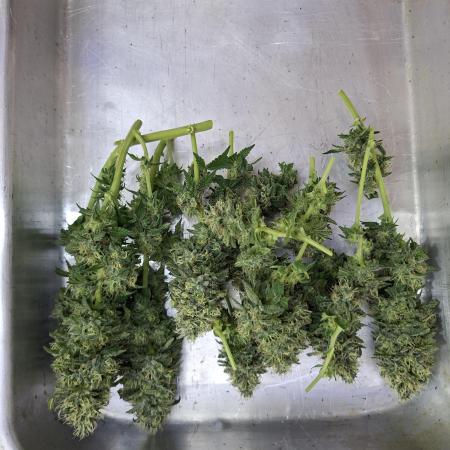 Green House Seeds - First Time