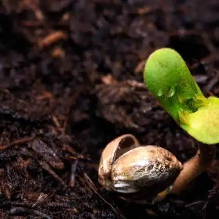 Green House Seeds - First Time