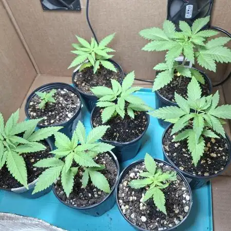 Green House Seeds - First Time