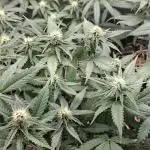 Green House Seeds - First Time