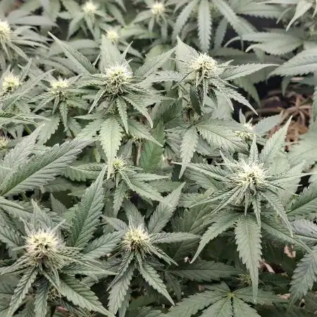 Green House Seeds - First Time