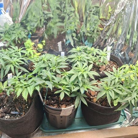 Green House Seeds - First Time
