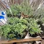 Green House Seeds - First Time