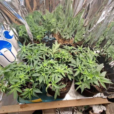 Green House Seeds - First Time