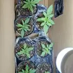 Green House Seeds - First Time