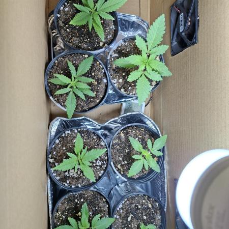Green House Seeds - First Time