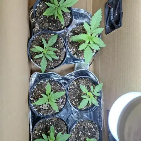 Green House Seeds - First Time
