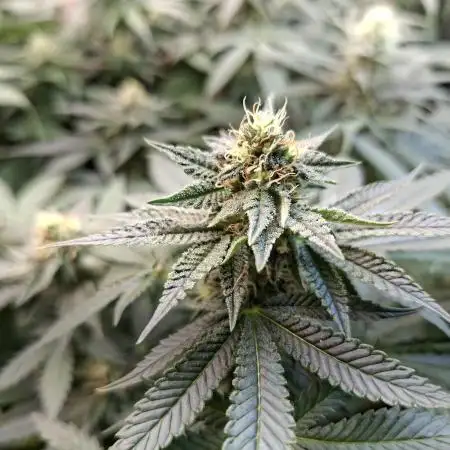 Green House Seeds - First Time