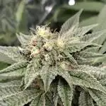 Green House Seeds - First Time