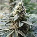 Green House Seeds - First Time