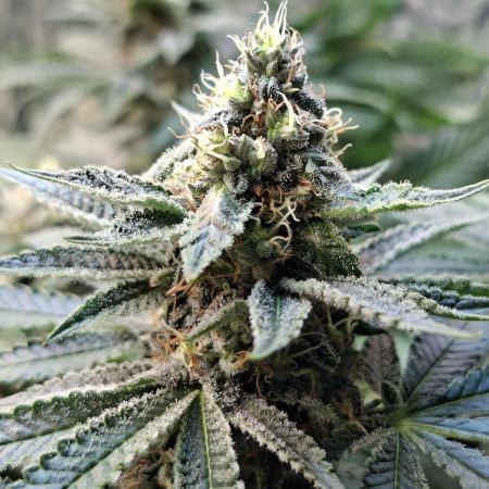 Green House Seeds - First Time