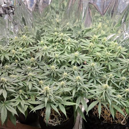 Green House Seeds - First Time