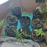 Green House Seeds - First Time