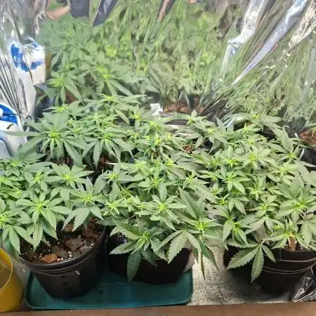 Green House Seeds - First Time