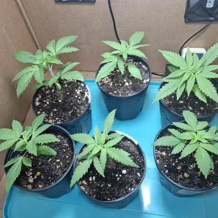 Green House Seeds - First Time