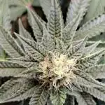 Green House Seeds - First Time