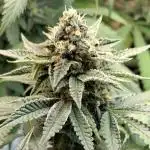 Green House Seeds - First Time