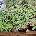 Green House Seeds - First Time