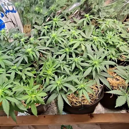Green House Seeds - First Time