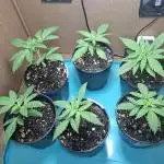 Green House Seeds - First Time
