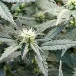 Green House Seeds - First Time
