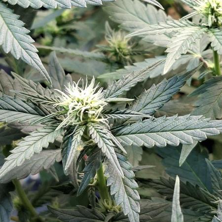 Green House Seeds - First Time