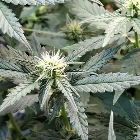 Green House Seeds - First Time