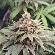 Green House Seeds - First Time