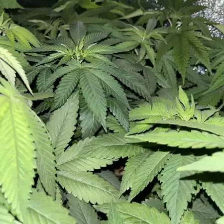 Caribbean Kush / Bubblegum x Fat Hog