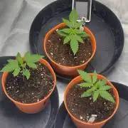 Mimosa x Orange punch 