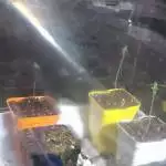 The Adventures of Johnny Apple Trees 