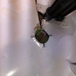 Growing two types of FAST Bud auto flowr