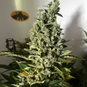 Fat Vino Auto