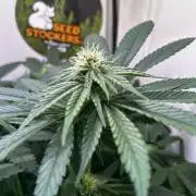 Thunder Banana Reveg.