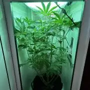 Fishy Zoap Minigrow
