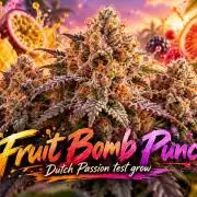 Fruit Bomb Punch