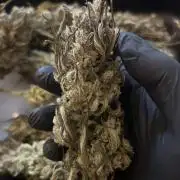 Red Tropicana Cookies Summergrow