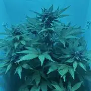 Red Tropicana Cookies